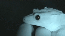A lizards eyes dilating