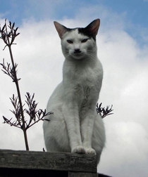 A local cat that my neighbour has nicknamed Kitler