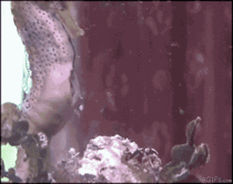 A male seahorse giving birth