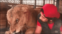 A man and his lion
