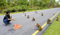 A man distributing watermelon to the monkeys and the monkeys are following the law and order of social distancing D