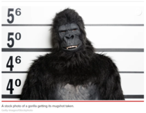 A man dressed as a machete-wielding gorilla was arrested for terrorizing an apartment complex The article didnt have a copy of his mugshot but they did have this