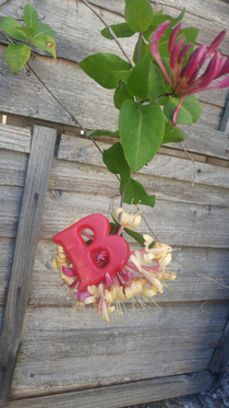 A massive B on our honeysuckle