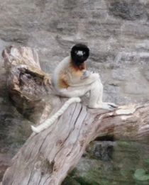 A monkey sitting like a human