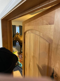 A moose in Alaska broke a window and wound up in a home basement today