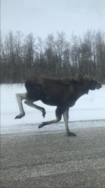 A moose running along side my car or its just standing on one leg your choice
