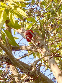 A neighborhood squirrel tried to steal my puppys Kong and got it stuck in the tree