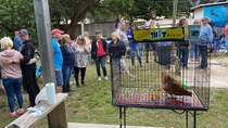 A new game in Florida Chicken poop bingo Seriously its a thing