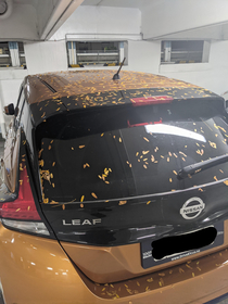 A Nissan Leaf