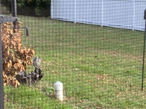 A nut farmer gazes out over his recently planted crop