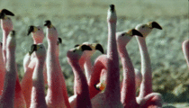 A Pack of curious Pink Flamingos