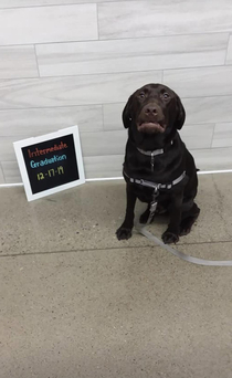 A picture my sister sent me of a dog that graduated from the training classes at her work This is his excited face 