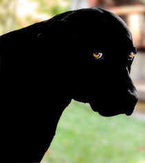 A picture of a Vanta Black Lab Simple