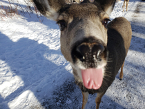 A picture snapped while feeding the local deer