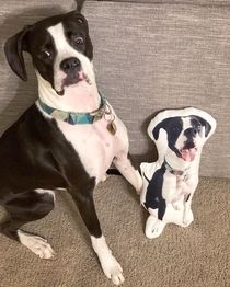 A pillow made of my friends dog I cannot stop laughing when I see his weird facial expression