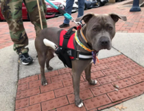 A pit bull exercising its right to open carry Possibly the most controversial image on Reddit