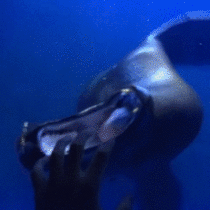 A playful Sea Lion