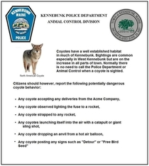 A PSA on coyotes in Kennebunk Maine