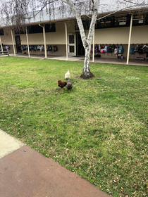 A public school I subbed at today has free range chickens 