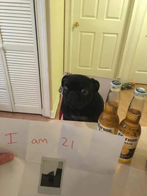 A pug walks into a bar