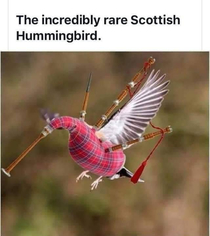 A rare bird indeed