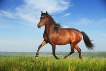 A Rare Picture of a Half-Horse Half-Centaur Found in the Wild
