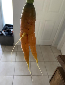A rather excited carrot we grew this summer