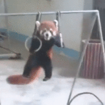 A red panda doing ring pull ups