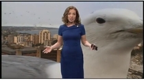 A seagull kinda ruined the weather report on this mornings news