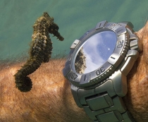 A seahorse inspects a divers watch