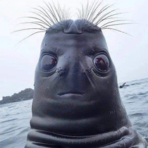 A Seal looking up
