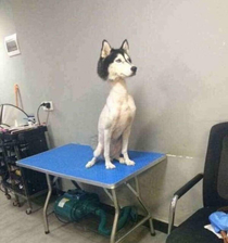 A shaved Husky