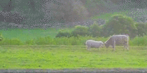 A Sheep Booping A Bull