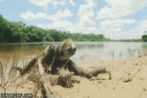 A sloth exiting a lake