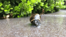 A snail waking up for the day 