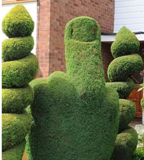 A special hedge with its bodyguards