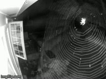A spider made its web in front of my security camera and caught a snack