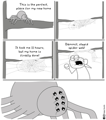 A spiders life