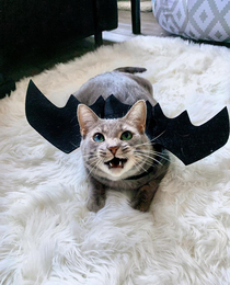 A SPOOKY Bat Cat 
