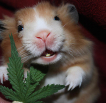 A stoned teddy bear hamster