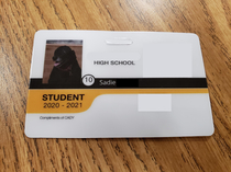 A Support Dog At My School Was Issued A Student ID Card