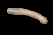 A team from Australia just came back from a month long expedition with thisthe peanut worm yes peanut