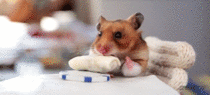 A tiny hamster eating tiny burritos