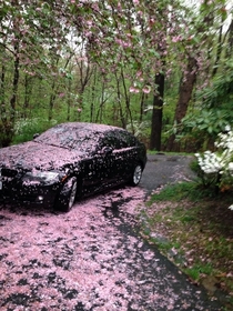 A tree threw up on my car