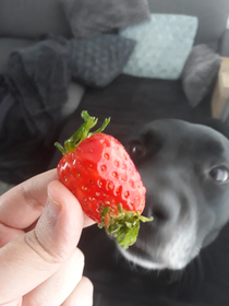 A two-sided strawberry and my doggo Floyd