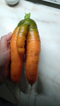 A very girthy carrot my friend dug up from her garden