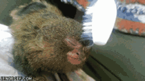 A very relaxed pygmy marmoset