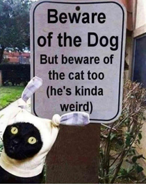 A weird cat