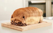 A whole pug loaf