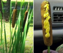 A wild corndog in its natural habitat